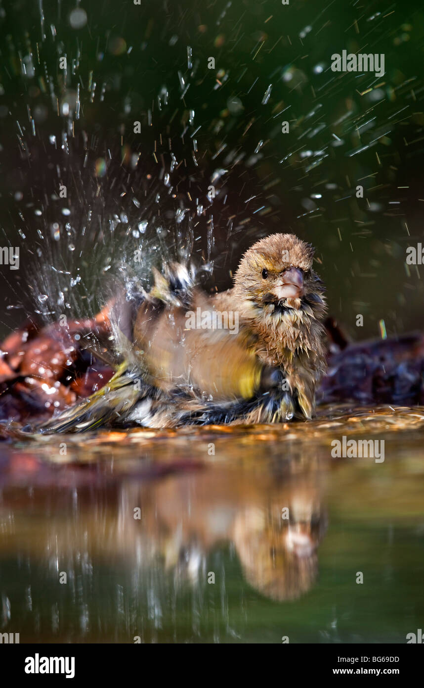 Greenfinch, female; Carduelis chloris; bathing in garden pond; Stock Photo