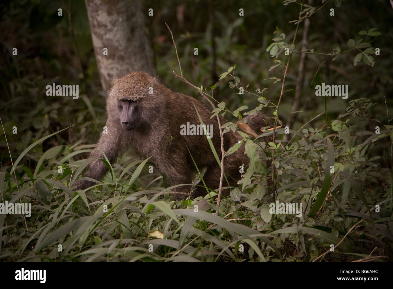 A baboon climbs through a forest in rusha National Park, Northern Tanzania. Stock Photo