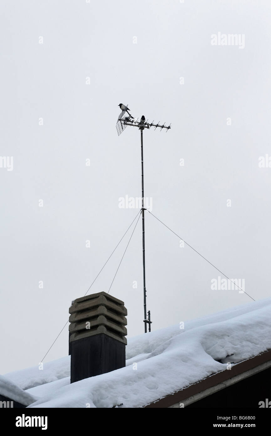 Italy, Piedmont, Oulx (To), a pair of Magpies on an aerial TV Stock Photo