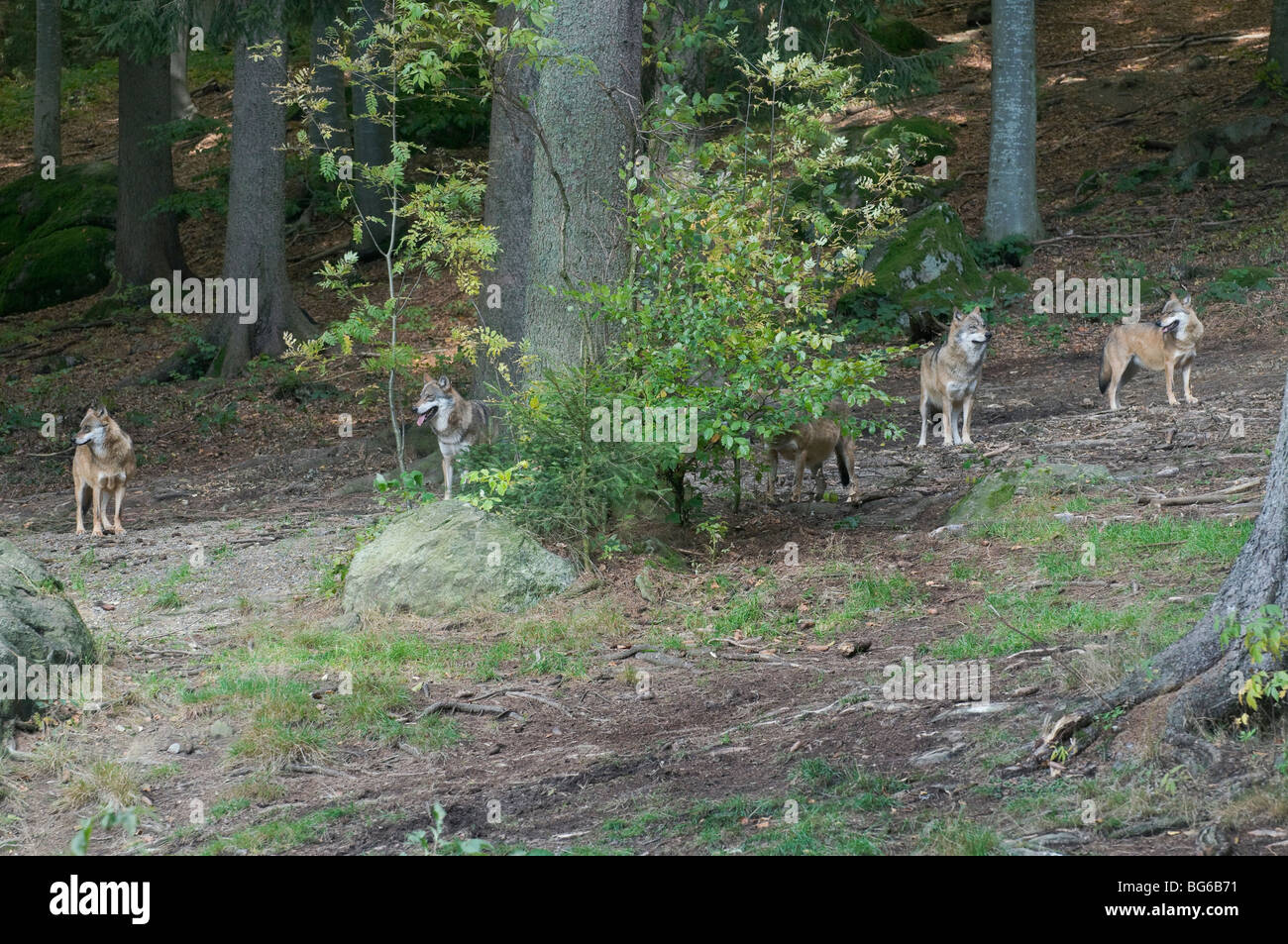 Germany, Bayerischerwald, a pack of wolves in the wood Stock Photo - Alamy