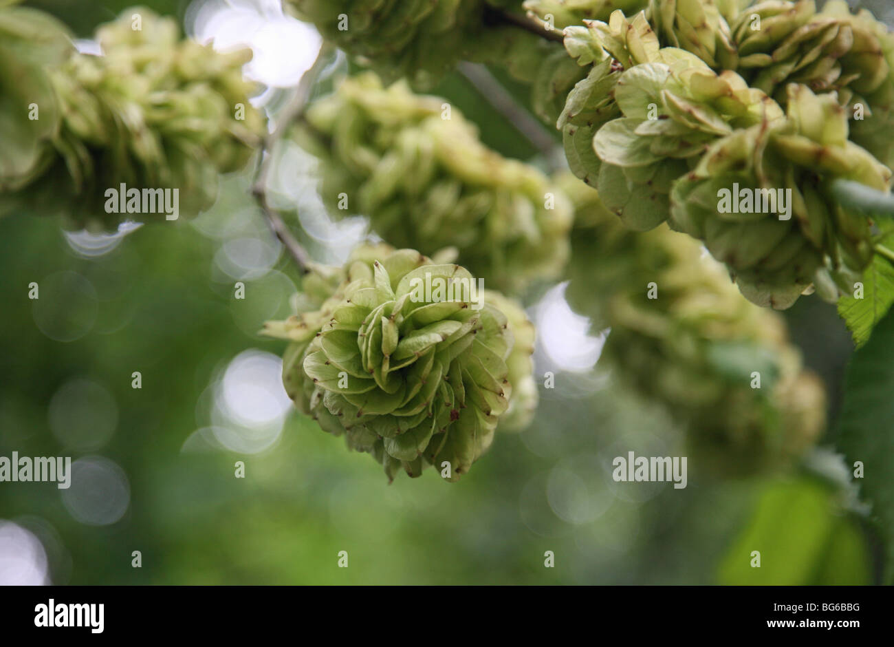 A close up of Elm (Ulmus) tree seeds Stock Photo