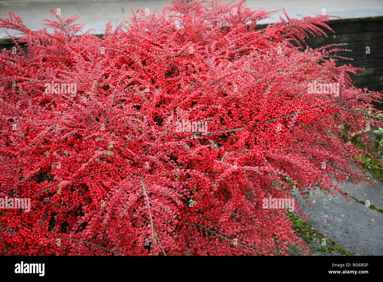 A Cotoneaster bush covered in red berries and leaves in autumn Stock Photo