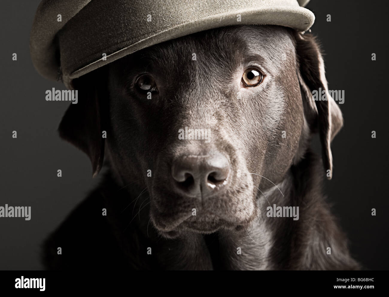 Humourous Portrait of a Labrador in Army Hat Stock Photo