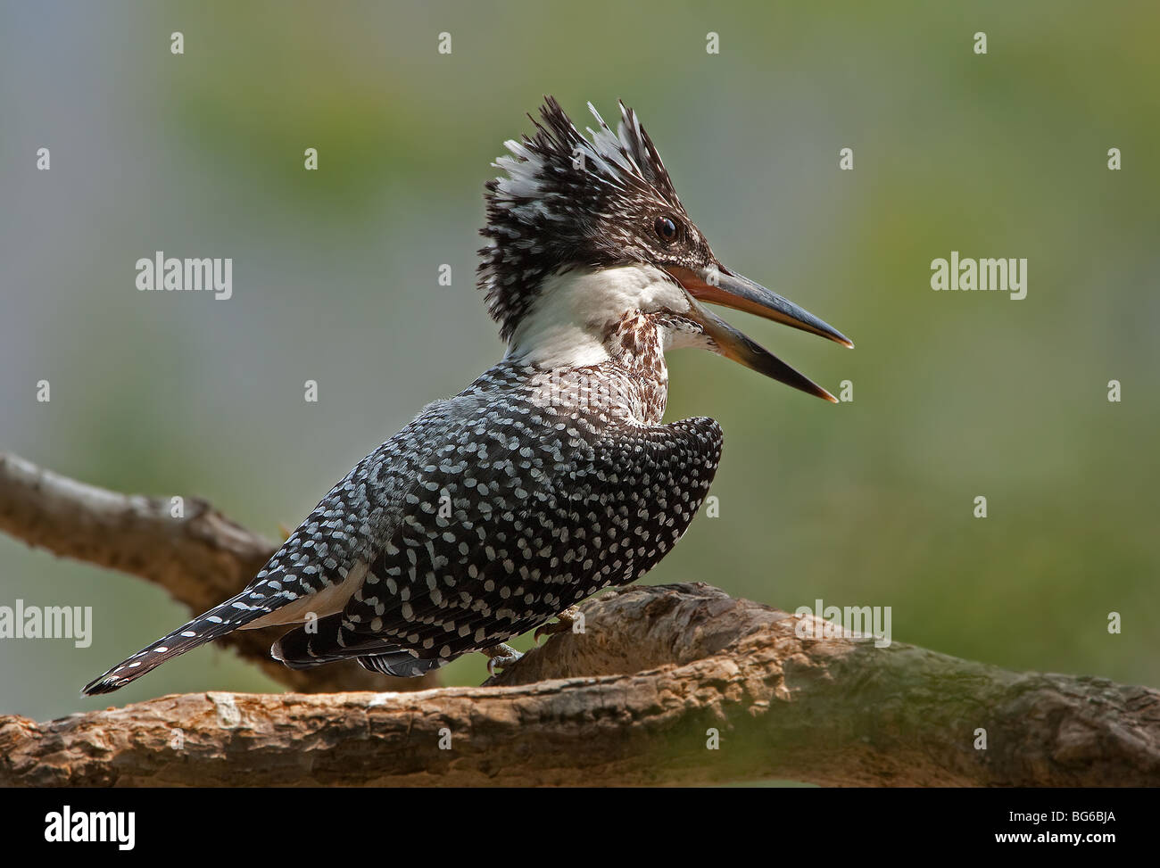 Corbett national park bird hi-res stock photography and images - Alamy