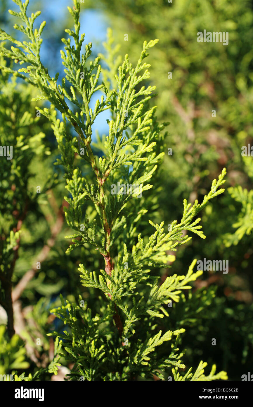 Close up of a Leylandii tree Stock Photo