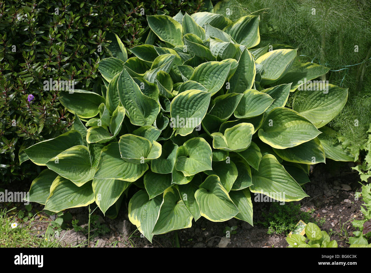 A varigated Hosta plant with green leaves and yellow edges Stock Photo ...