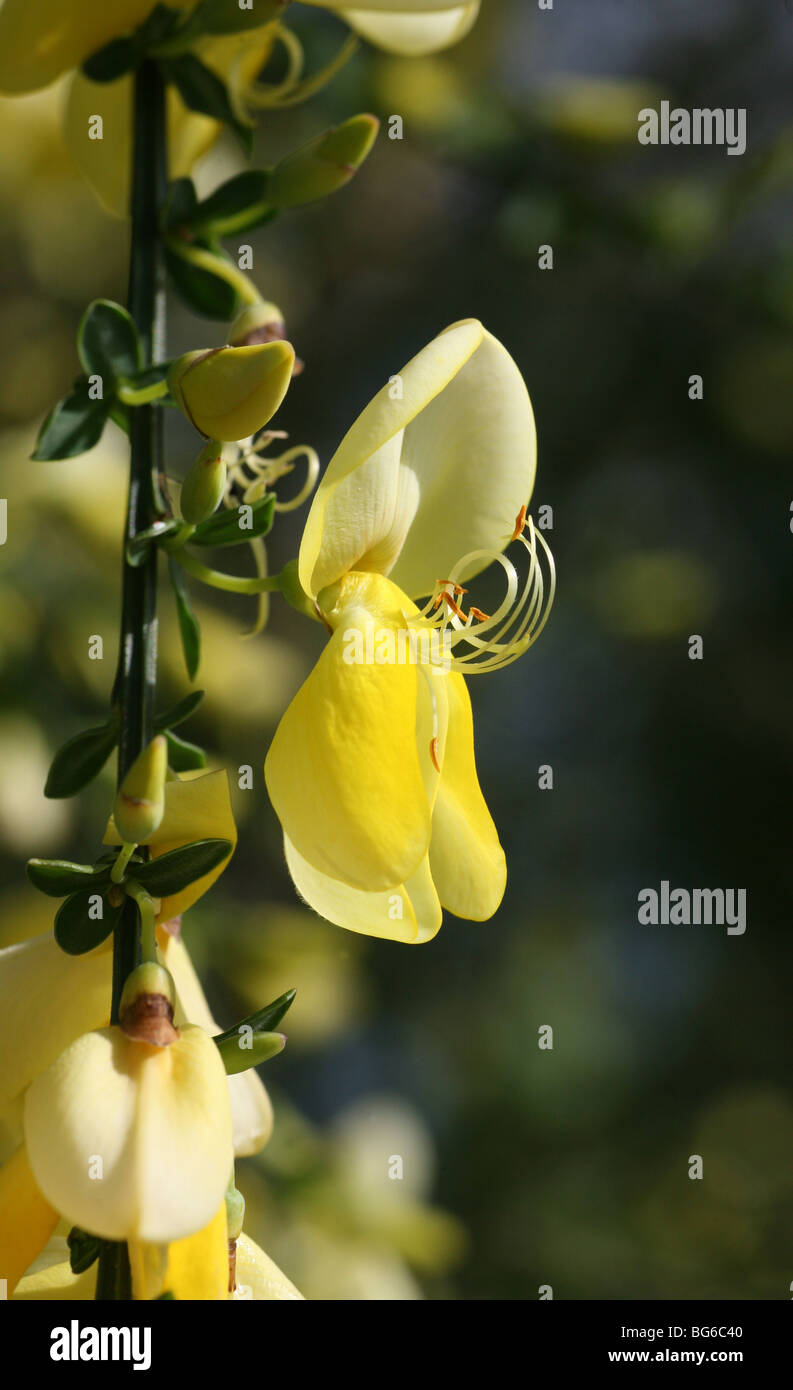 A close up of a Broom (Cytisus) flower Stock Photo