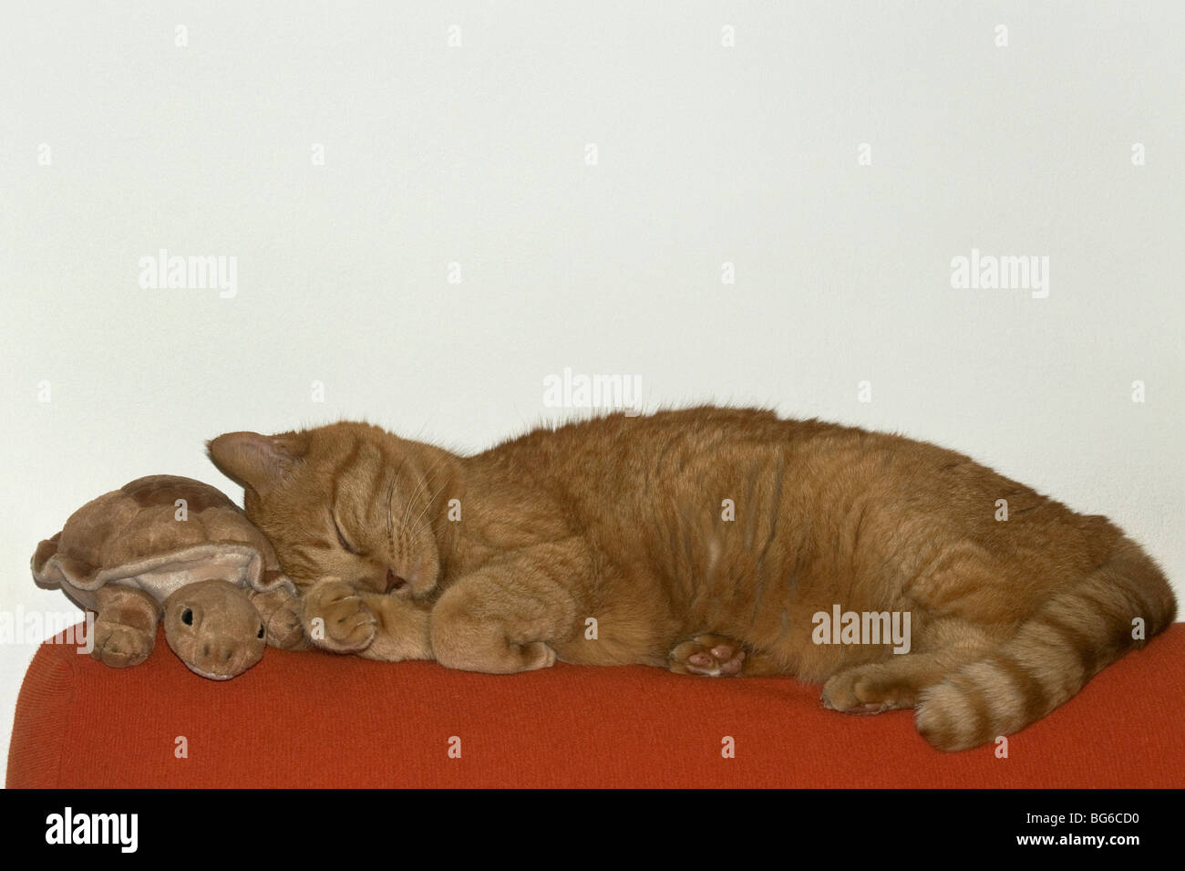 Italy, Piedmont, Turin, a red Cat sleeping with its plush Stock Photo