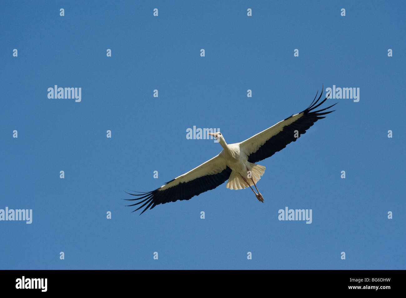 Italy, Piedmont, Racconigi (Cn), a White Stork on the wing Stock Photo
