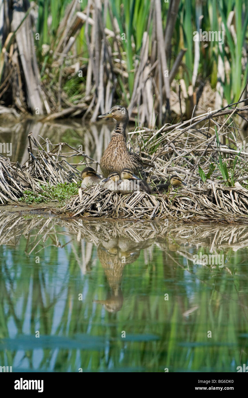 Italy, Piedmont, Racconigi (Cn), a female of Mallard at nest with its ducklings Stock Photo