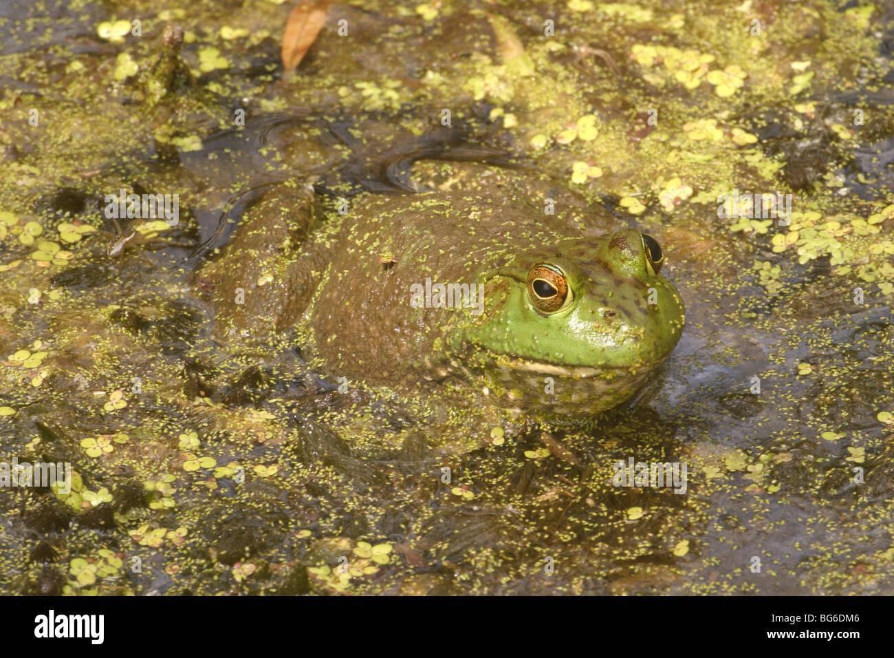 The american bullfrog rana catesbeiana is an aquatic frog hires stock