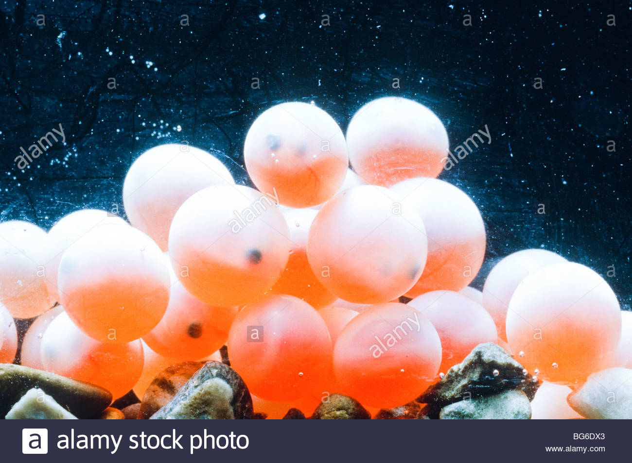 Oncorhynchus Nerka Stock Photos & Oncorhynchus Nerka Stock Images Alamy