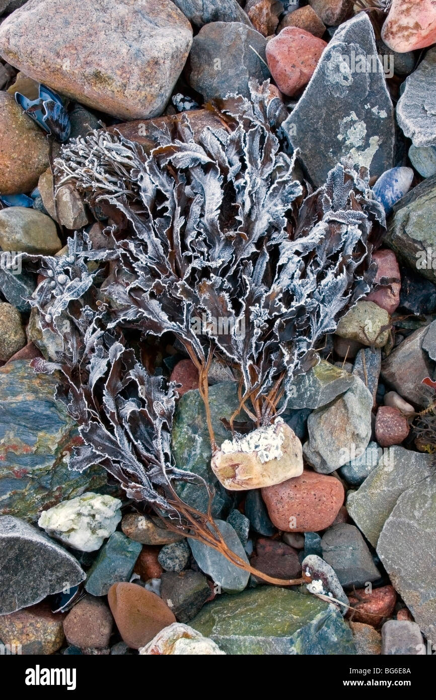Frosty seaweed on colourful rocks, near Glencoe village, Scotland, UK Stock Photo