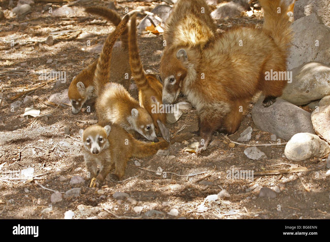 Baby coatis forage with their mother in shade of trees in the Chiracahua Mountains of Arizona. Stock Photo