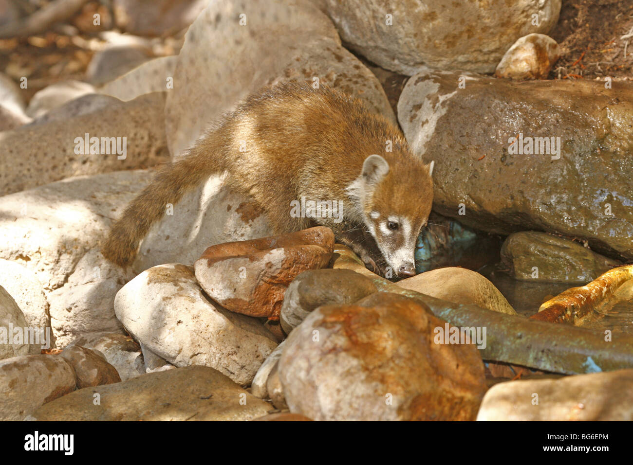 Baby coati  looking for drink in small stream in the Chiracahua Mountains of Arizona. Stock Photo