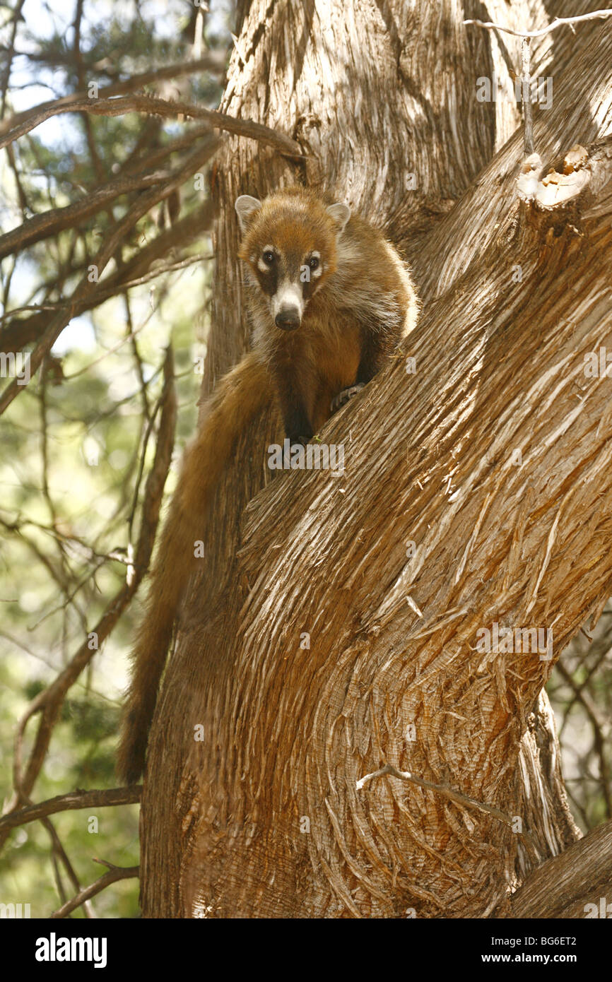 White-nosed Coati finds safety in a tree. Stock Photo