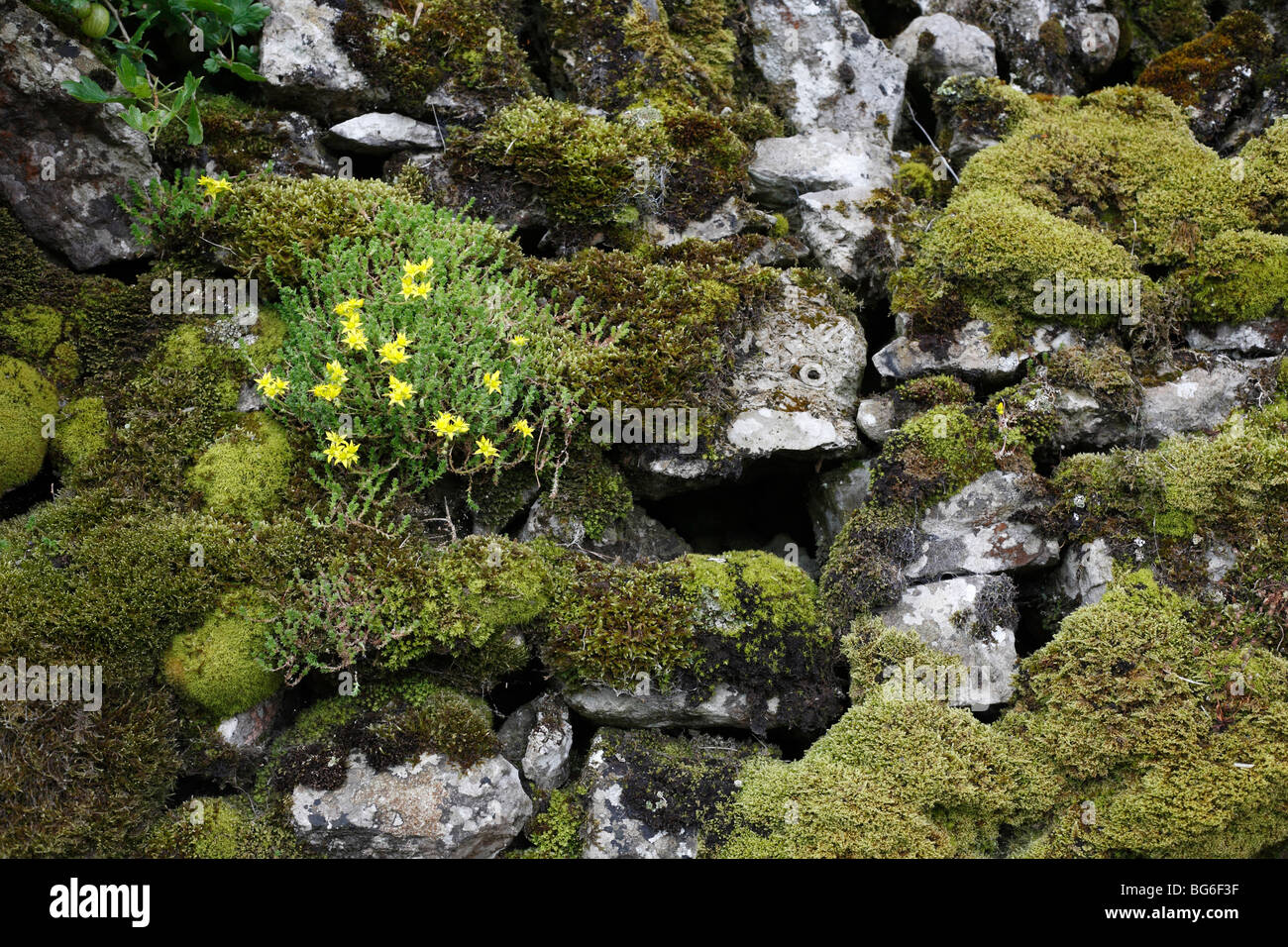 Dry stone wall with moss and flowers, Ilam, Derbyshire, July 2009 Stock Photo