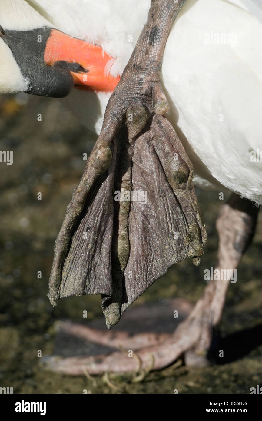 Italy, Piedmont, Racconigi (Cn), a particular of the webbed claw of a Mute Swan Stock Photo