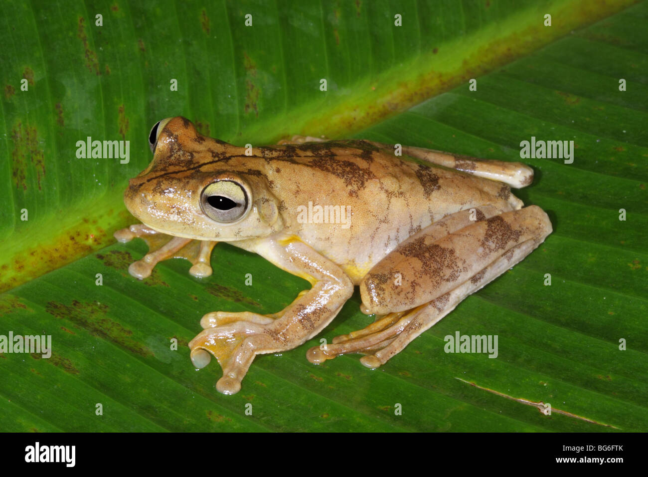 Gladiator Frog day colors Stock Photo
