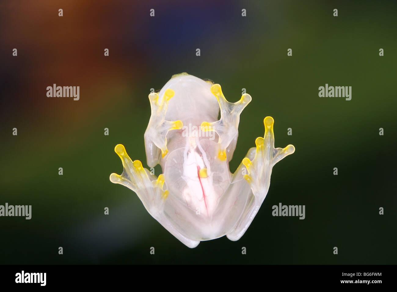 Reticulated Glass Frog underside showing organs through transparent