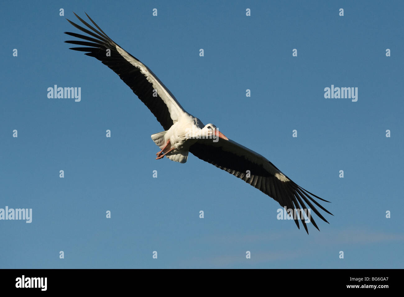 Italy, Piedmont, Racconigi (Cn), a White Stork on the wing Stock Photo