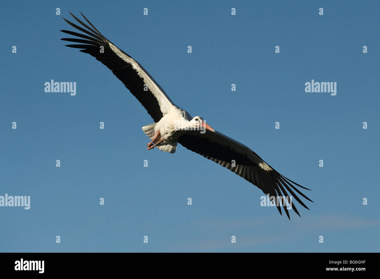 Italy, Piedmont, Racconigi (Cn), a White Stork on the wing Stock Photo