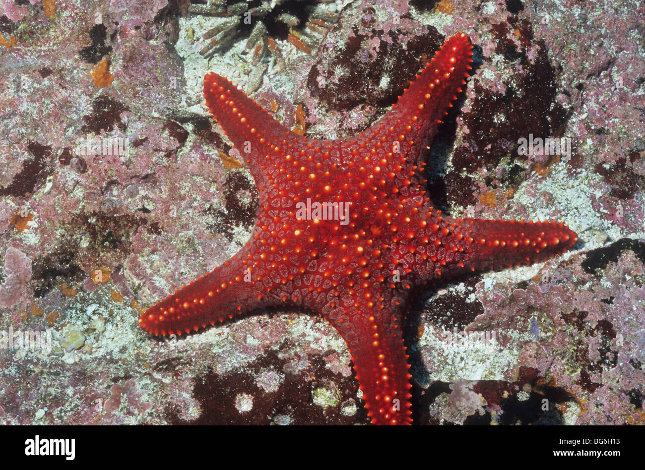 Panamic cushion Star. Pentaceraster Cummingi. Galapagos star fish. Sea Stars. Phylum Echinodermata. Asteroidea. Galapagos. Stock Photo