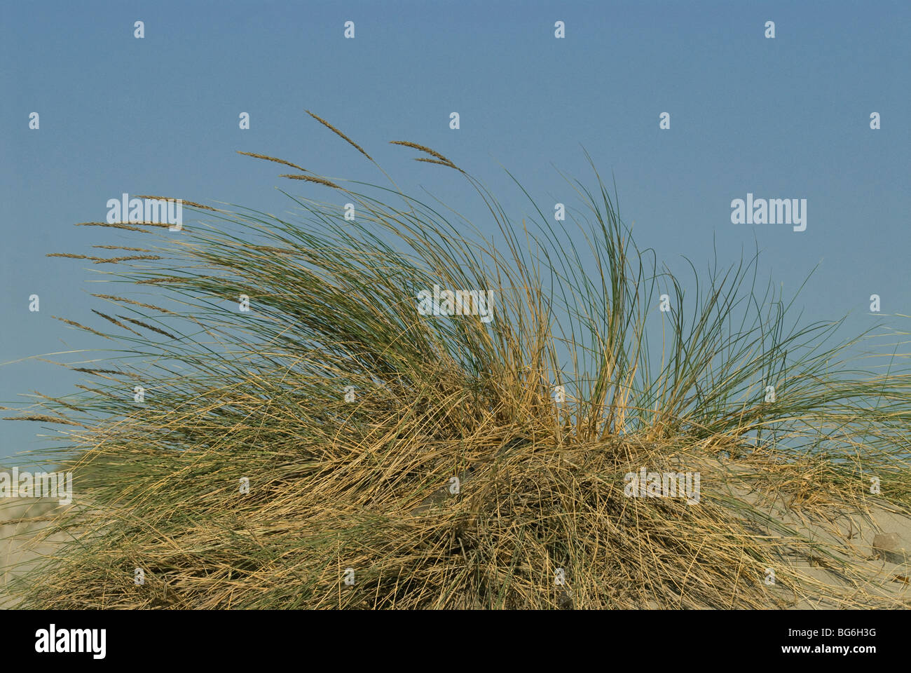 France, Camargue, dune vegetation Stock Photo