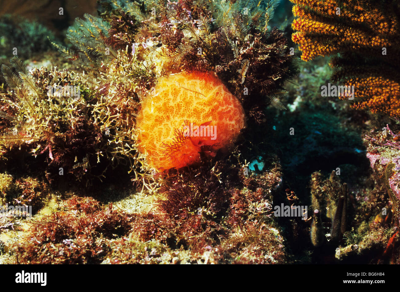 Orange Sea Sponge. Amazing underwater marine life. Galapagos. Ecuador Stock Photo
