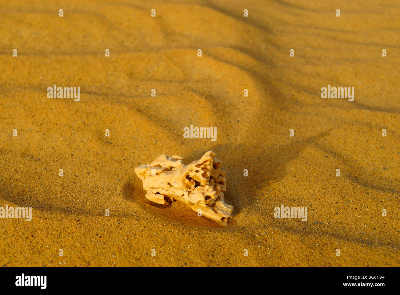 Animal bone on the sand in the Western desert of Egypt Stock Photo