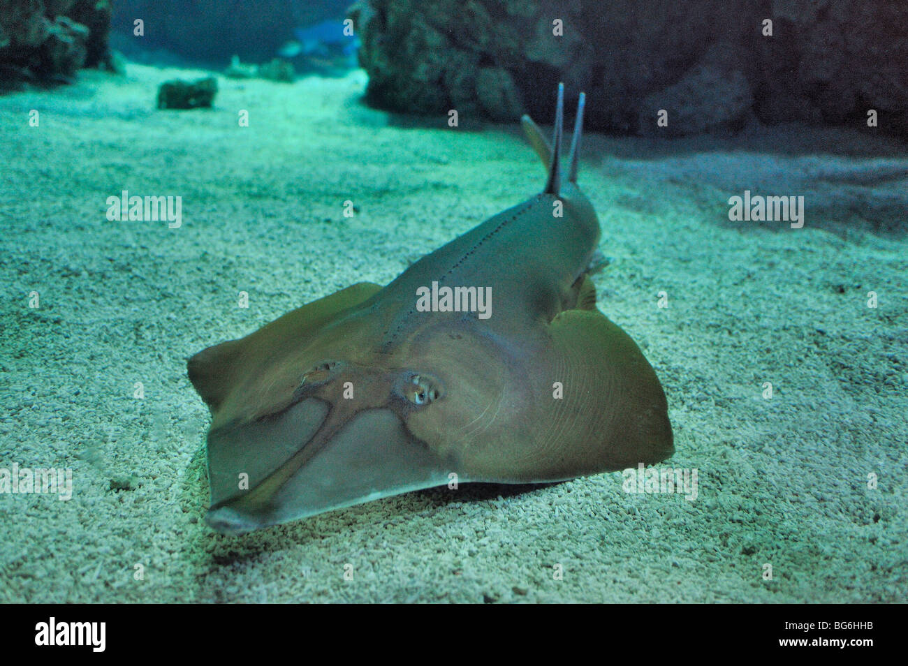 Giant guitarfish in the shark tank of the aquarium of Monaco Stock Photo