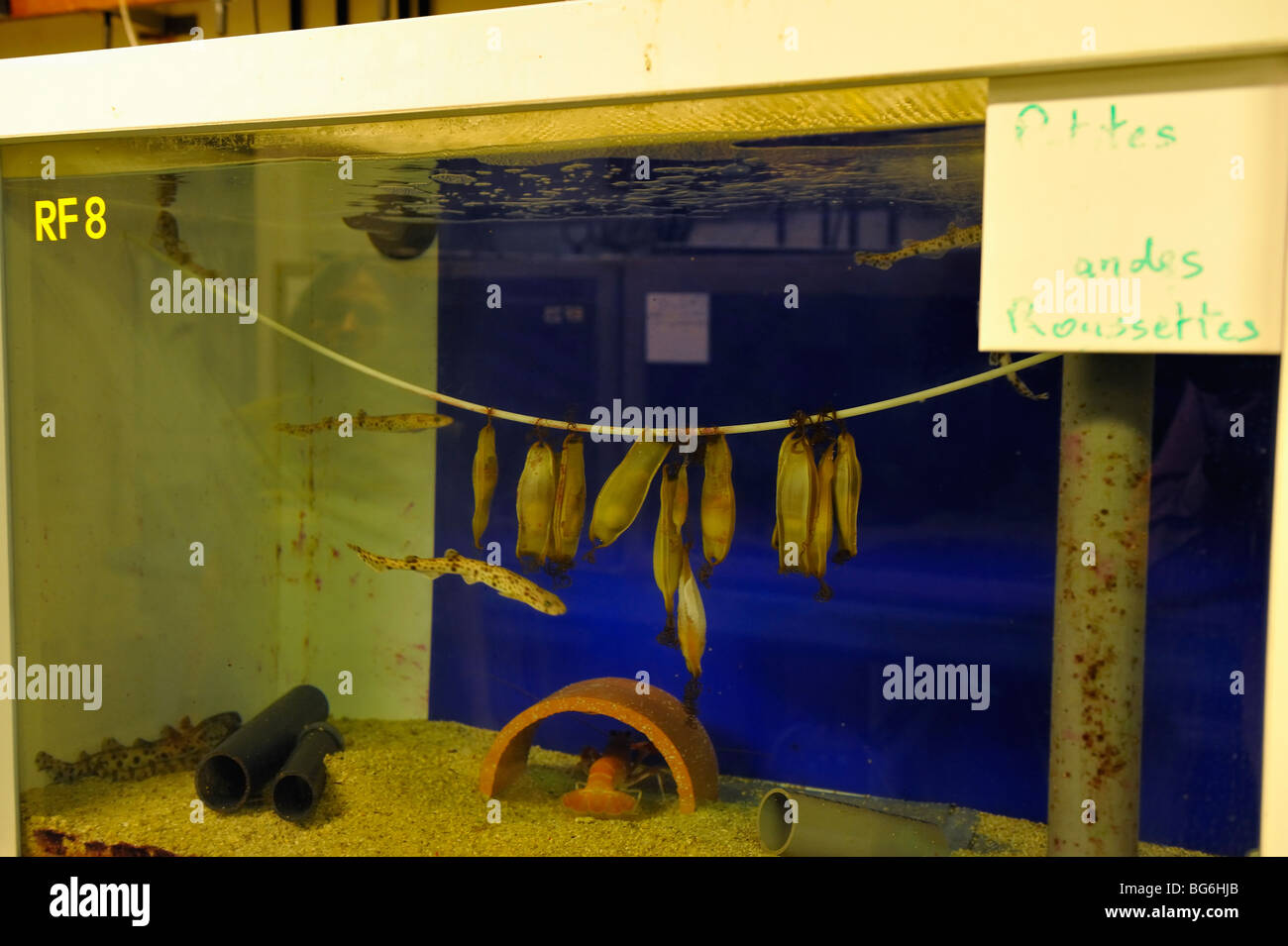 Eggs of small-spotted catshark raised in the aquarium of Monaco Stock Photo