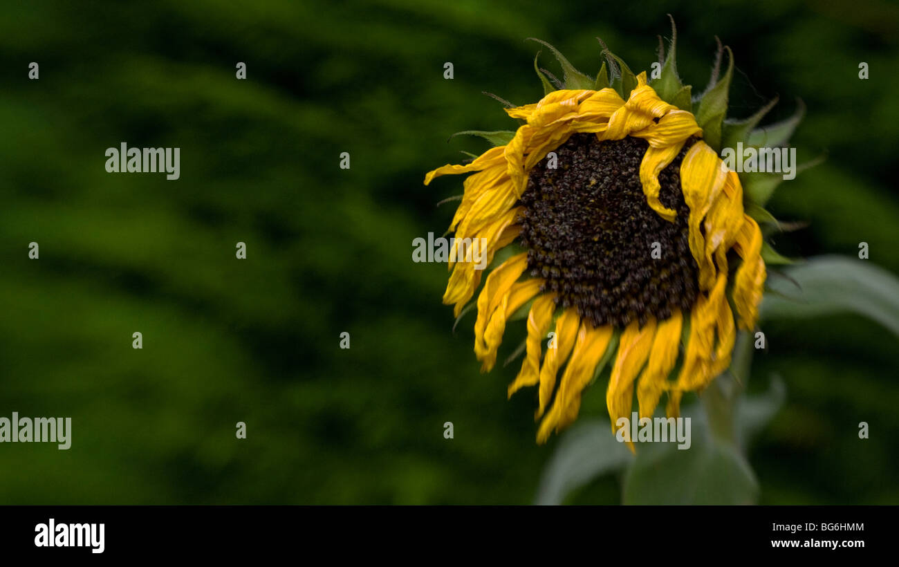 wilting and dying sunflower Stock Photo Alamy