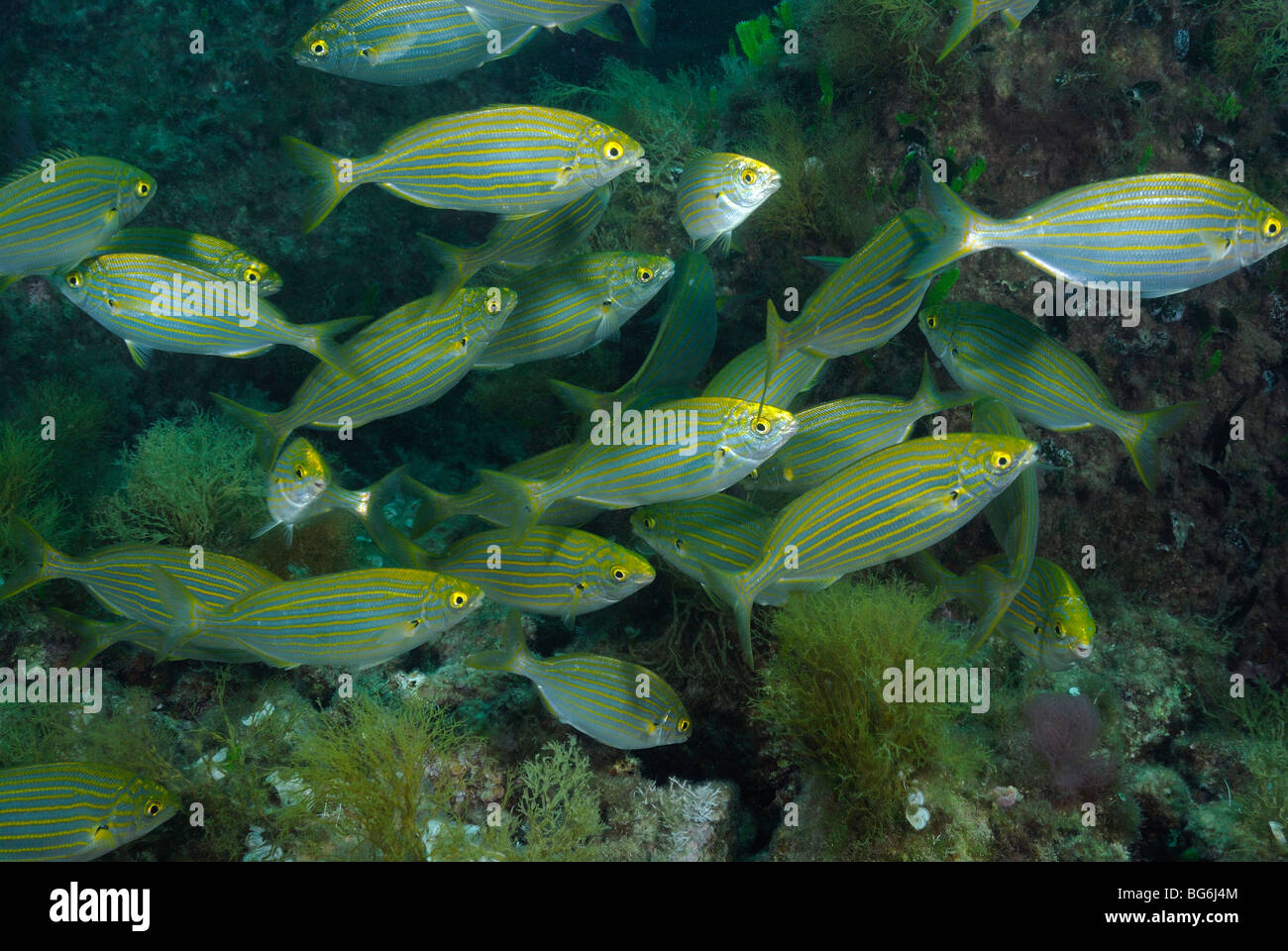 Protandric hermaphrodite hi-res stock photography and images - Alamy
