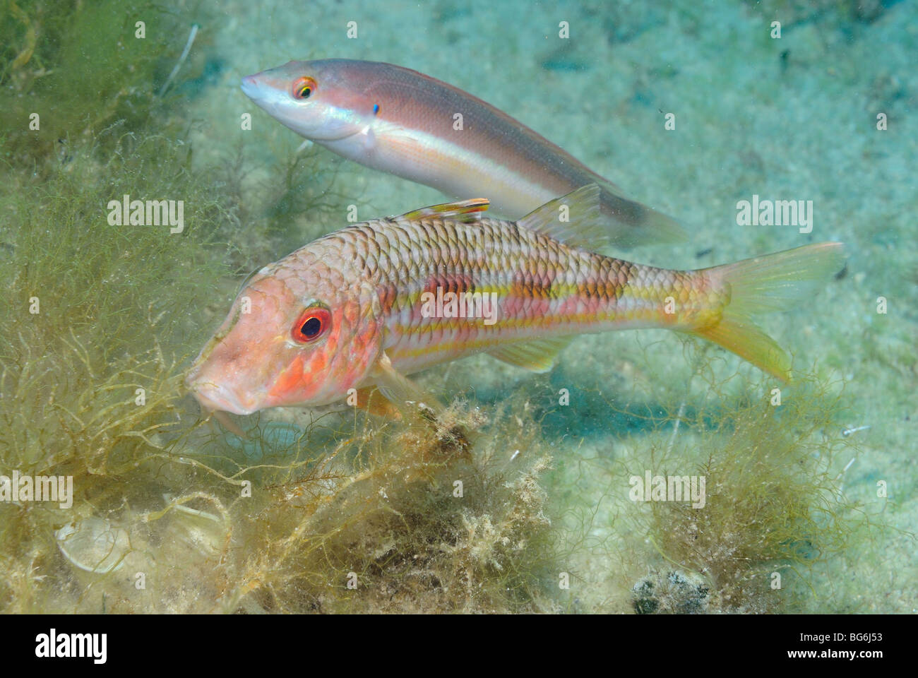 Red mullet fish in the Mediterranean Sea, off Monaco Stock