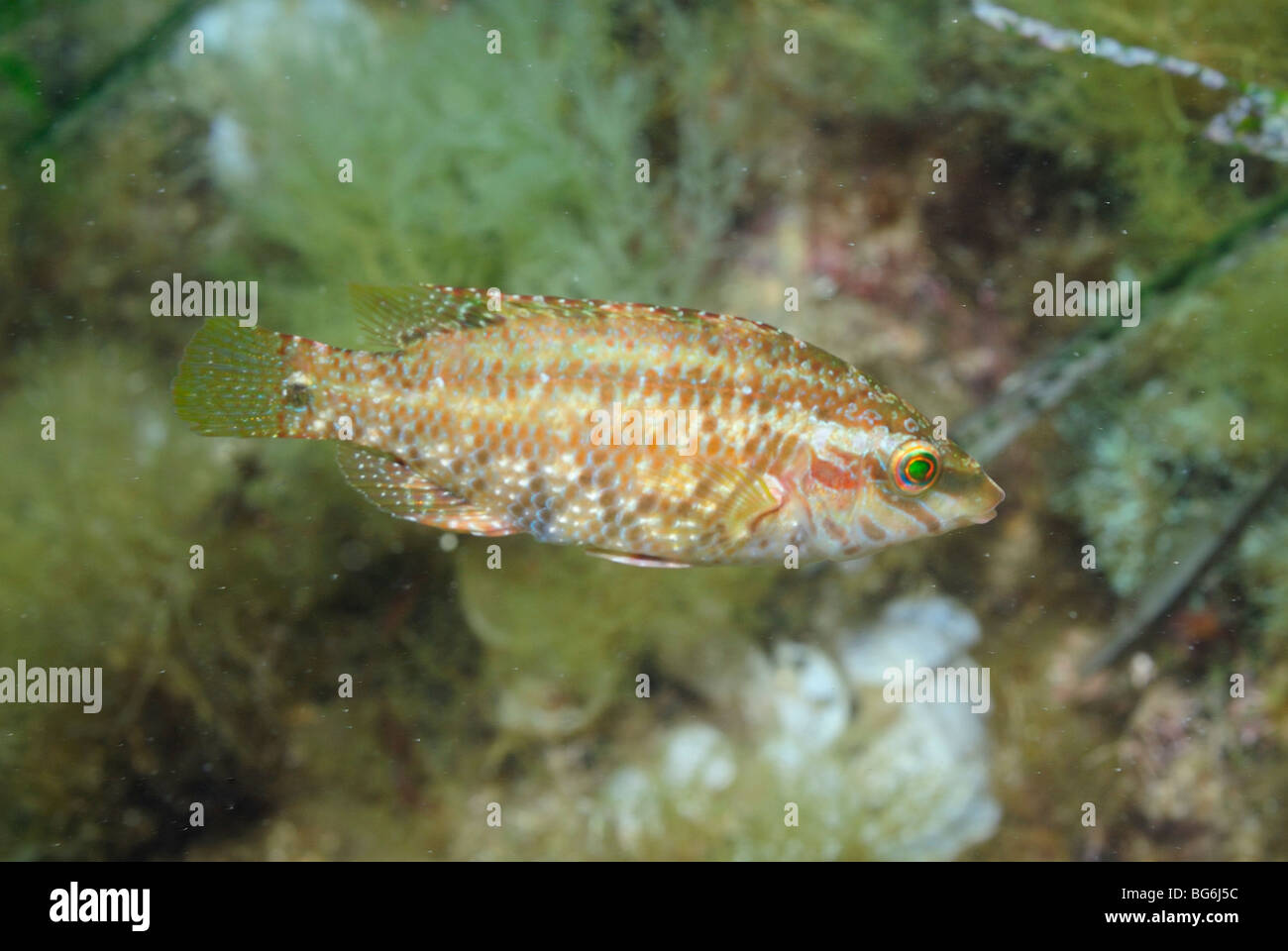 Five-spotted wrasse fish in the Mediterranean Sea, off Monaco Stock Photo