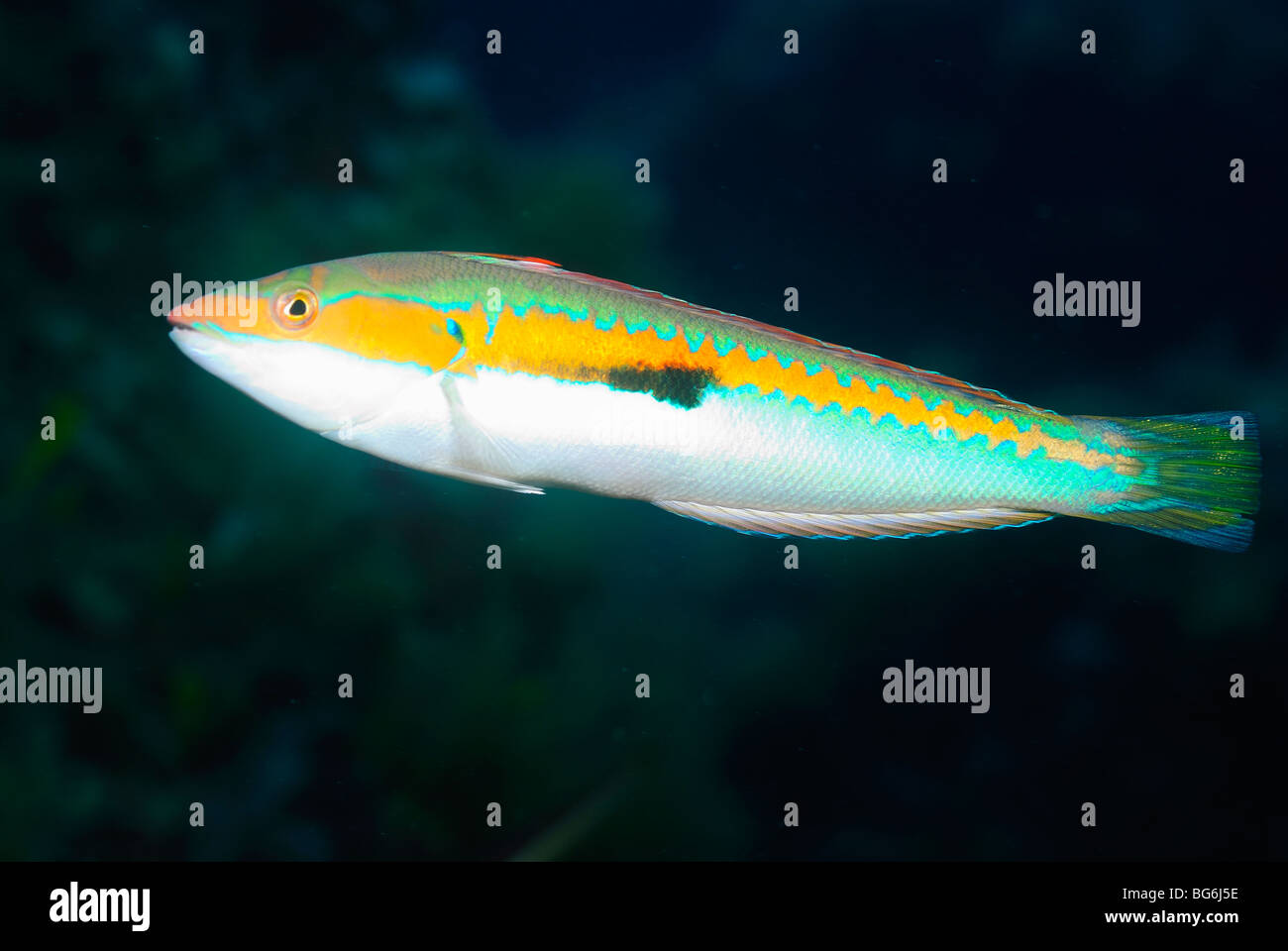 Mediterranean rainbow wrasse fish in the Mediterranean Sea, off Monaco Stock Photo