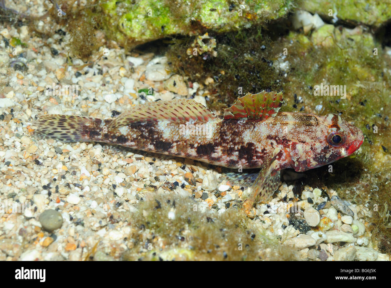 Red-mouthed goby fish in the Mediterranean Sea, off Monaco Stock Photo