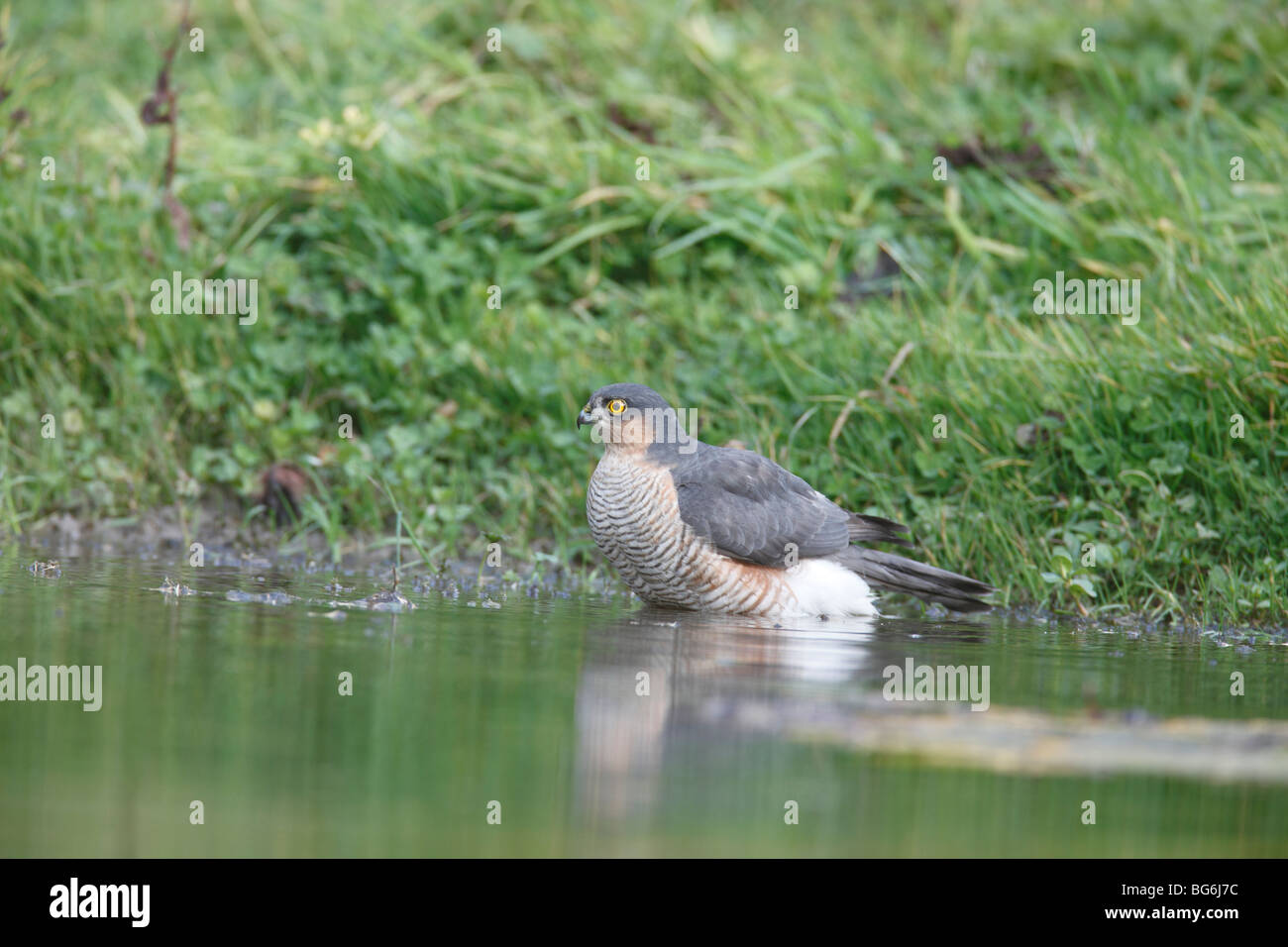 Sparrow hawk (Accipter nisus) male bathing in pond Stock Photo