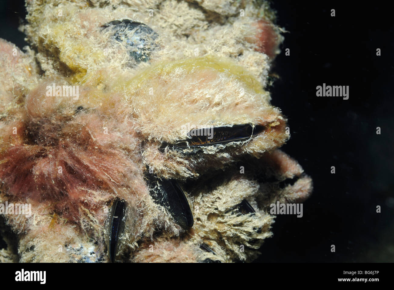 Scientific name mytilus galloprovincialis hi-res stock photography and