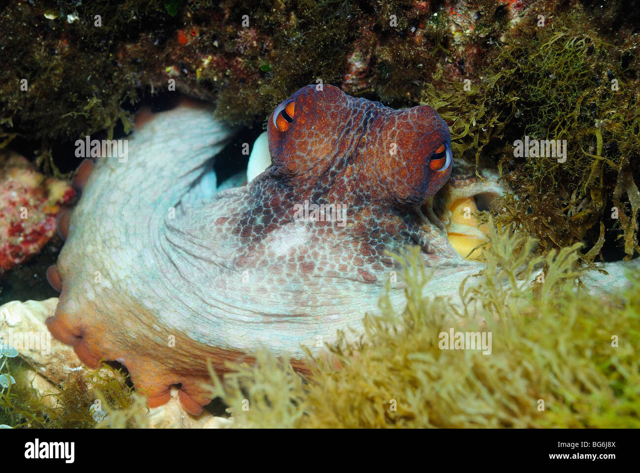 Common octopus in the Mediterranean sea Stock Photo Alamy