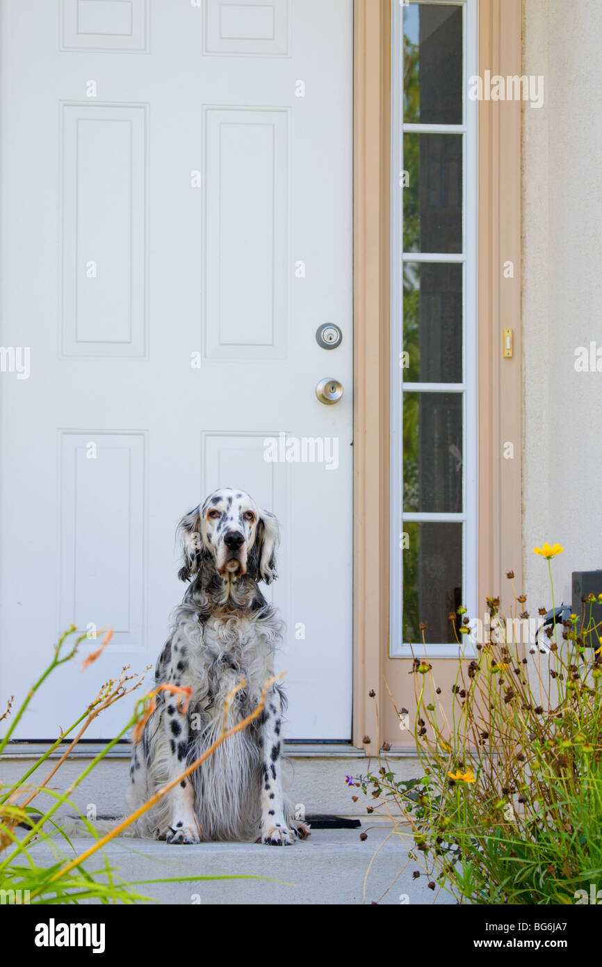 Dog by door hires stock photography and images Alamy