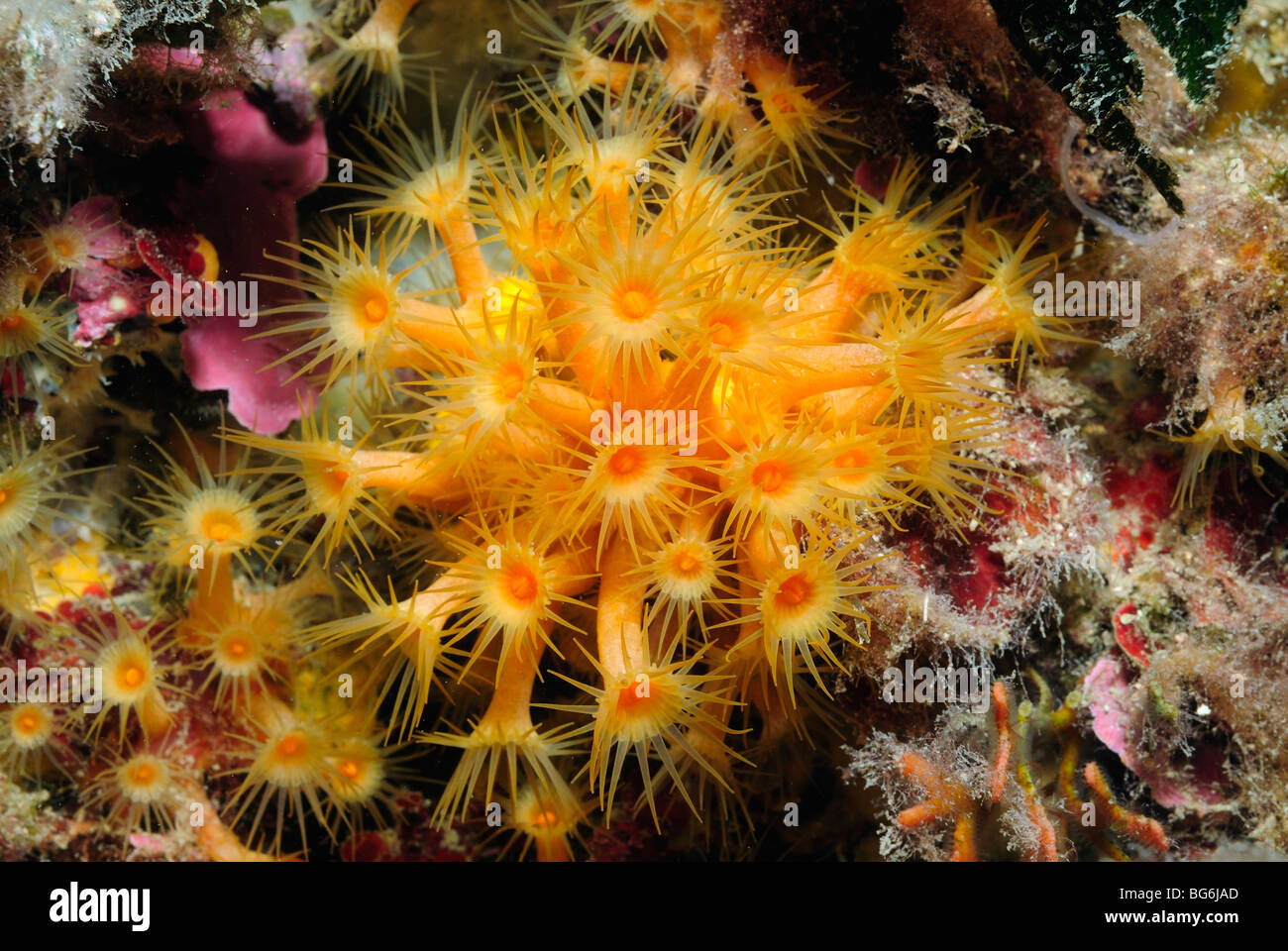 Colony of yellow polyps in the Mediterranean sea Stock Photo