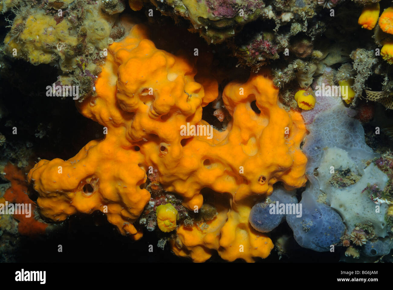 Scientific name agelas oroides hires stock photography and images Alamy