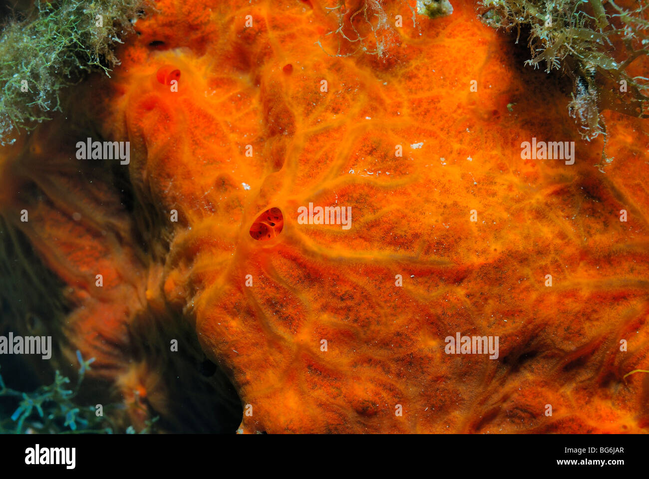 Encrusting orange sponge in the Mediterranean sea Stock Photo
