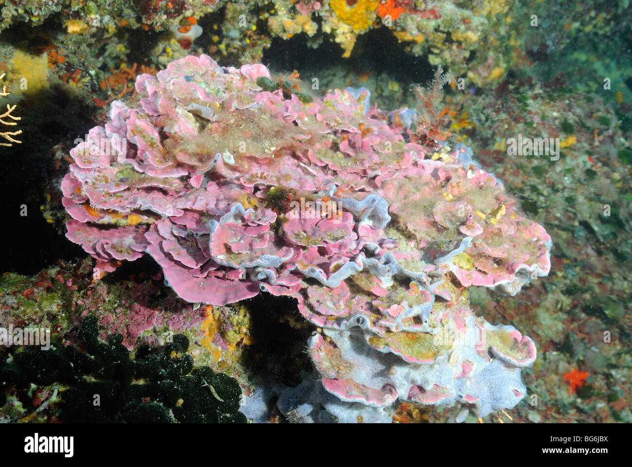 Pink algae in the Mediterranean sea Stock Photo Alamy