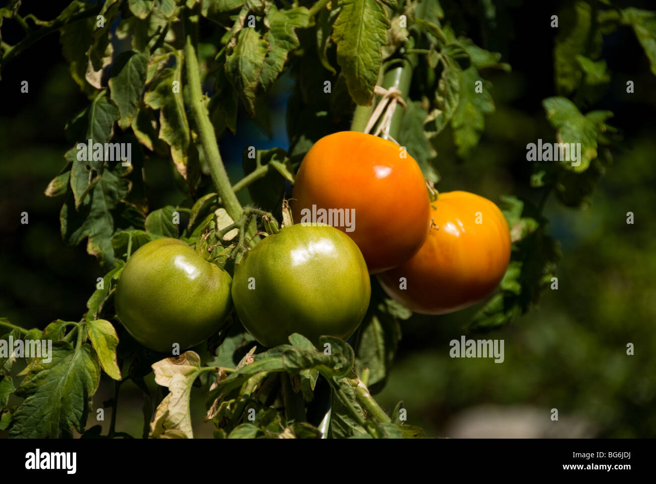 Tomatoes Growing on the Vine Stock Photo - Alamy