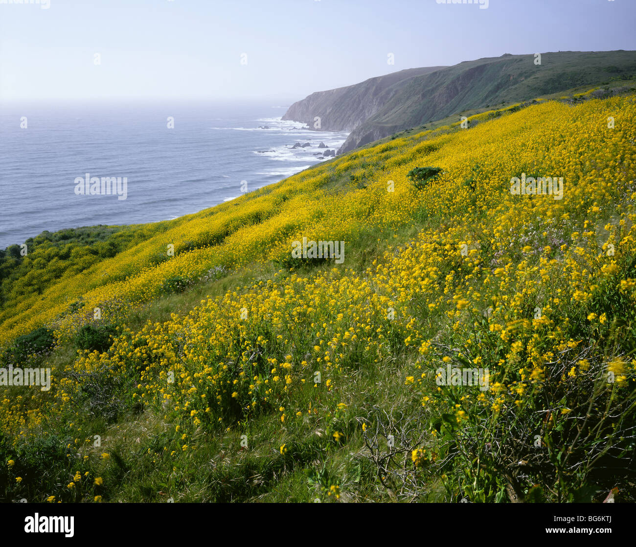 CALIFORNIA - Wildflowers blooming along the steep hillsides on Tomales Point in Point Reyes National Seashore. Stock Photo
