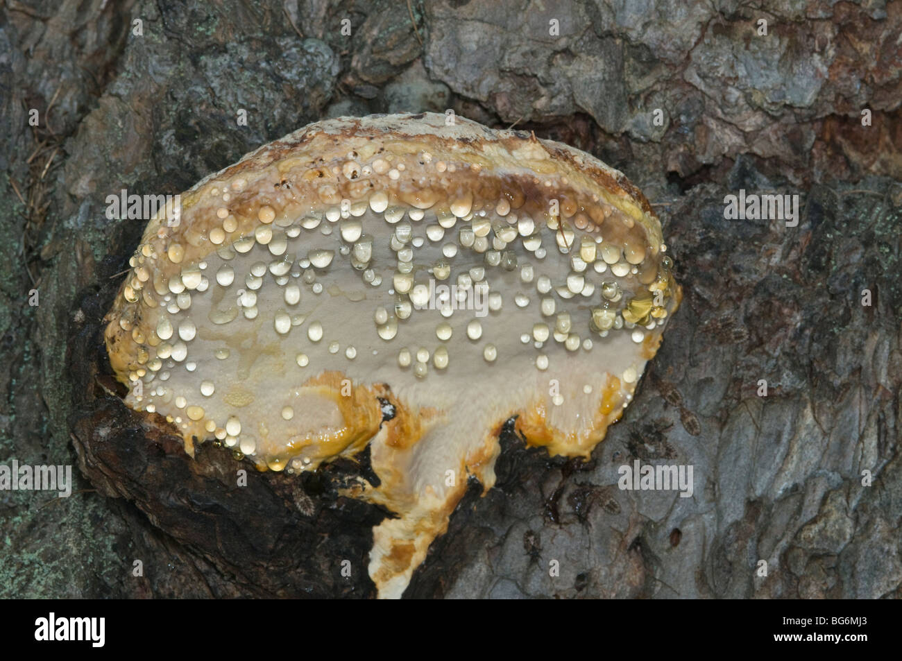 Italy, Piedmont, Oulx (To), a poisonous fungus on the pine bark, Fomitopsis pinicola Stock Photo