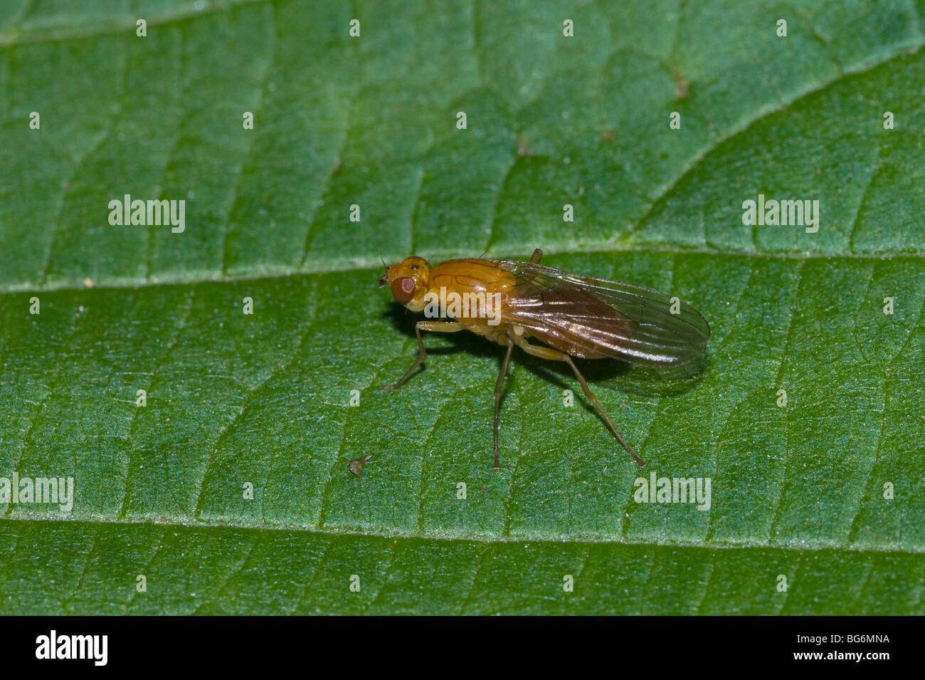 Diplan Insect Dipteron High Resolution Stock Photography and Images - Alamy
